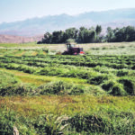 When practising rake-bunching, the hay is first cut in the regular manner and the windrows are then raked into piles. | Heather Smith Thomas photo