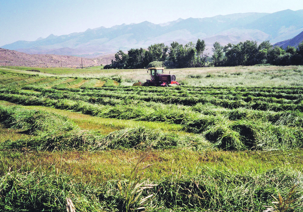 When practising rake-bunching, the hay is first cut in the regular manner and the windrows are then raked into piles. | Heather Smith Thomas photo