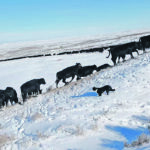 Instinctive migratory grazing uses stockmanship tactics that start cattle from the front rather than driving them from behind. | Riki Kremers photo