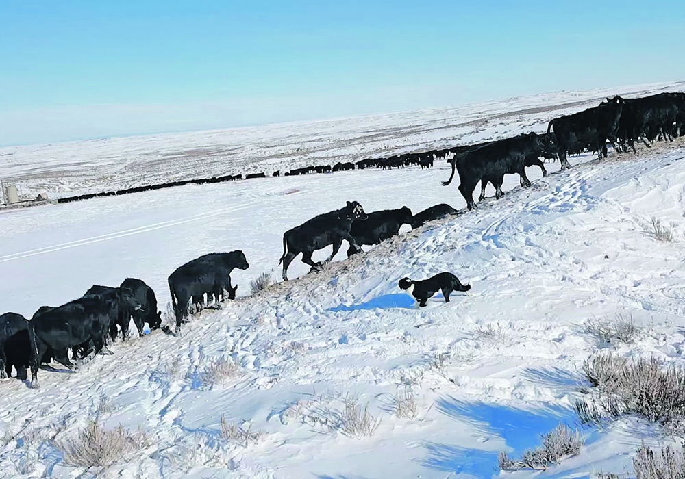 Instinctive migratory grazing uses stockmanship tactics that start cattle from the front rather than driving them from behind. | Riki Kremers photo