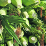 Recent research had indicated that plant density tolerance in modern sweet corn hybrids could be exploited for yield gain, but historical changes in density tolerance were previously unknown. | File photo