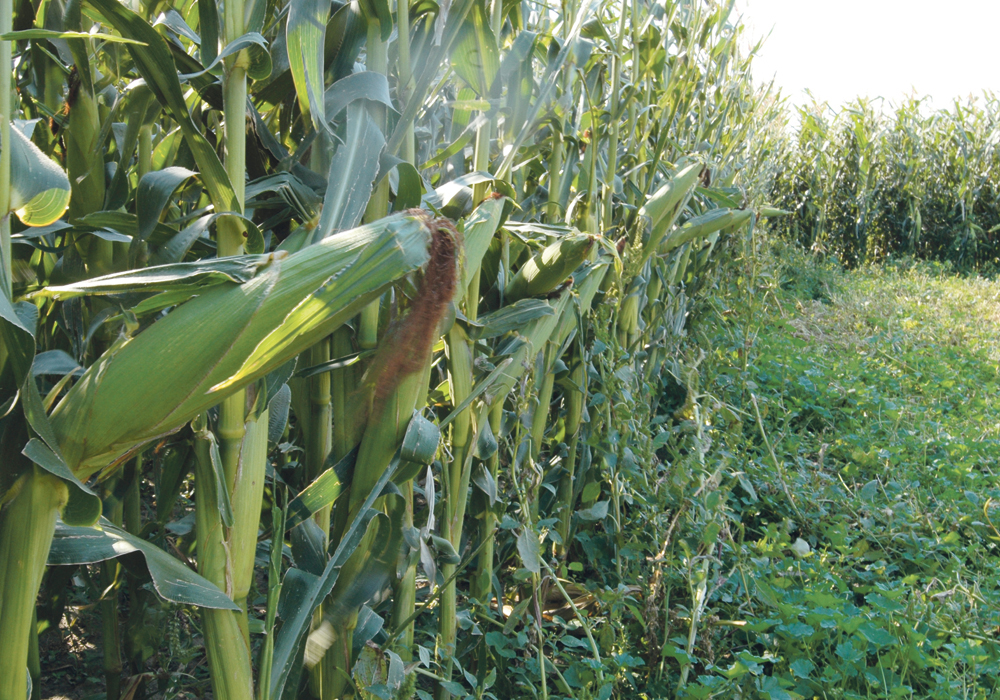 “Corn is high in energy but low in protein,” said Emma McGeough, associate professor in the department of animal science. | File photo