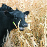Strip-grazing allows cattle to select the ears and most palatable parts of the plants, leaving only less nutritious parts at the end of the grazing period. | File photo