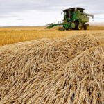 While the headline numbers for both wheat and canola were down on the year, commercial stocks of the two commodities were actually higher. | Reuters photo