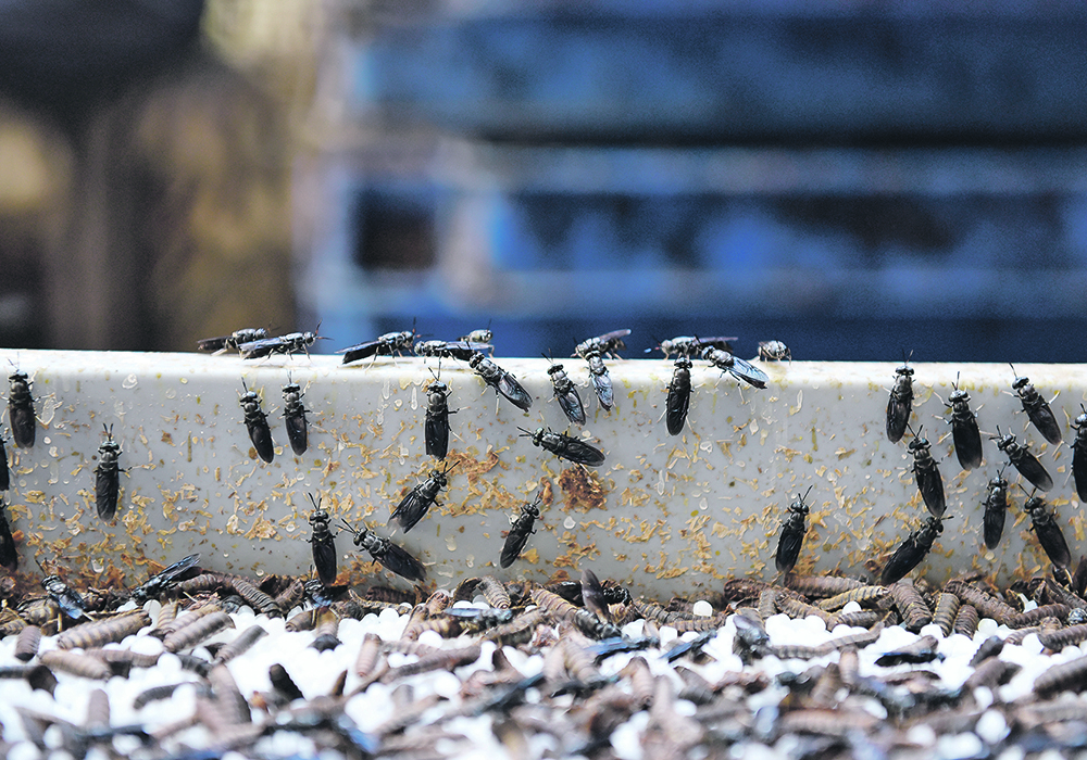 Black soldier flies and pupae sit in a tray in the mating chamber at an insect farm in Singapore. New protein sources, including insects, seaweed and volcanic ash, are expected to expand the alternative protein market from only peas and soybeans. | Reuters/Caroline Chia photo