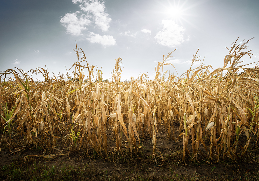The enhancement that hasn’t happened is moving payment levels from 70 percent back up to 80 percent where they used to be. This was discussed by federal and provincial governments during last summer’s drought. | Getty Images