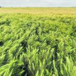 The Saskatchewan Barley Development Commission has income of $1.79 million in its 2021-22 budget, but it decided to spend $2.63 million on research this year by dipping into its reserves. | File photo