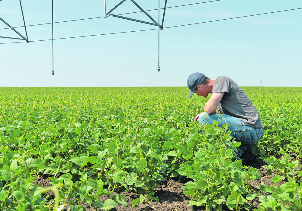 Jeff Ewen thinks of irrigation as an expensive insurance policy for the farm. | Saskatchewan Agriculture photo