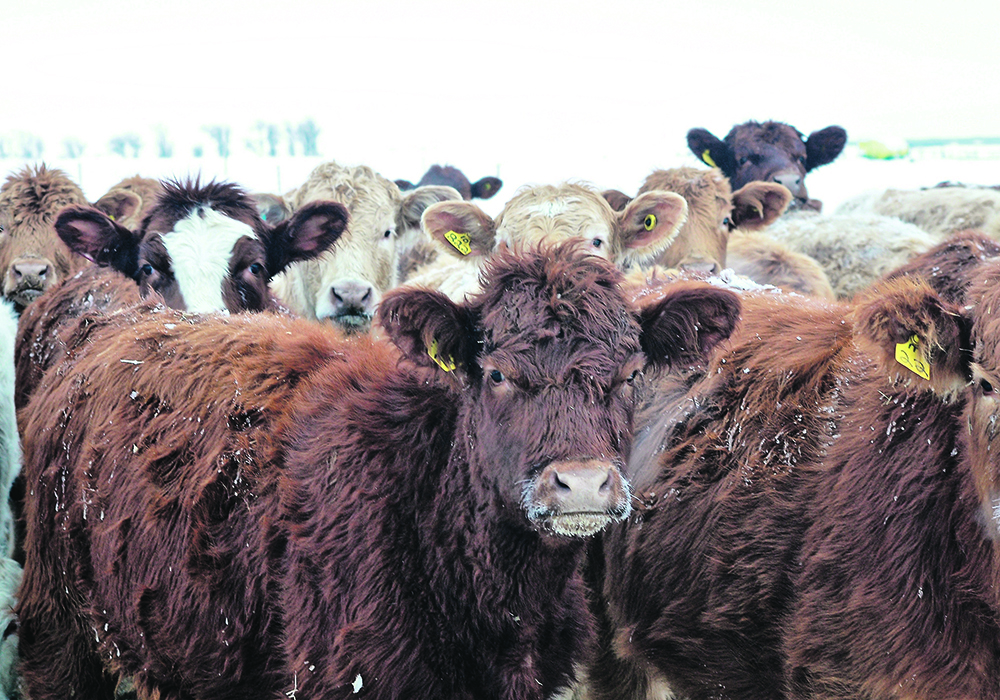 The Canadian Cattlemen’s Association could see its funding fall by one-third if Alberta Beef Producers reduces its contribution to the national organization by up to $1 million. | Jeannette Greaves photo