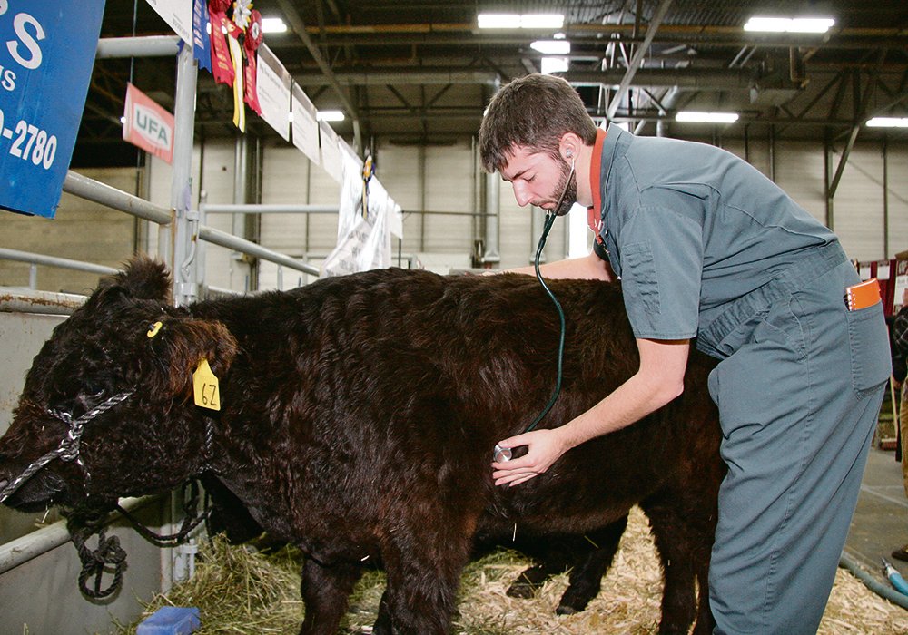 The shortage not only affects livestock sectors in Alberta ranging from beef, chicken and pork to sheep and goats, it also extends to other provinces across Canada. | File photo