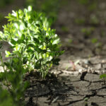 Canada accounted for 78 percent of India's lentil import volumes last year, but that market share is expected to decline in 2022 due in part to stiff competition from Australian product. | Mike Raine photo
