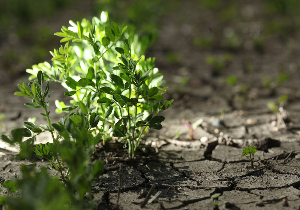 Canada accounted for 78 percent of India's lentil import volumes last year, but that market share is expected to decline in 2022 due in part to stiff competition from Australian product. | Mike Raine photo
