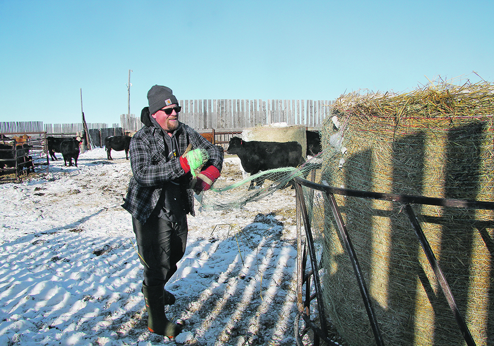 Aaron Gray removes bale wrap in a pen of expectant mothers on his farm near Langenburg, Sask. | Karen Briere photo