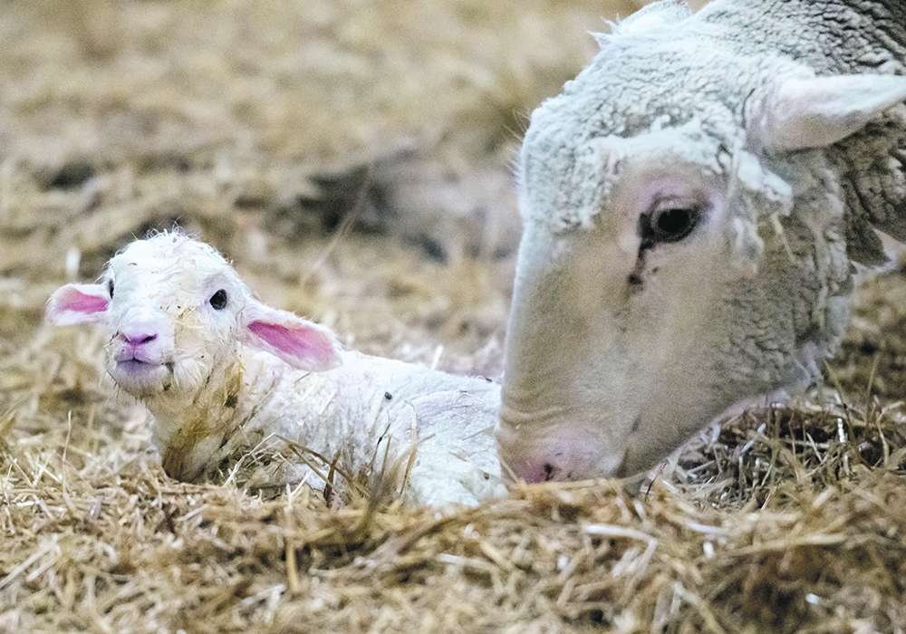 A new lamb is licked by its mother moments after being born. | Mike Sturk photo