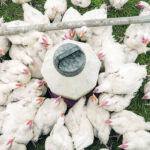 The avian flu outbreak in the United States has affected both commercial and backyard flocks. It’s believed wild birds spread the disease to poultry farms. | Reuters/Dane Rhys photo