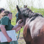 Members of the Western College of Veterinary Medicine’s equine field service team examine a horse. Strangles was recently found in horses in the Saskatoon area. | Christina Weese photo