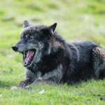 The Saskatchewan environment ministry says there is no evidence that wolves are moving substantially outside of their normal range in the province. | Reuters/Andrew Boyers photo
