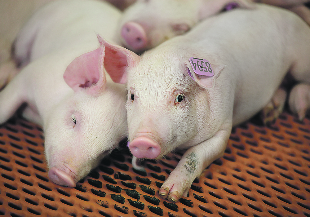 Pigs begin shedding the porcine epidemic diarrhea virus in their manure before developing noticeable diarrhea, which has led to several instances in which infected farms transported pigs that subsequently infected a new premises. | File photo