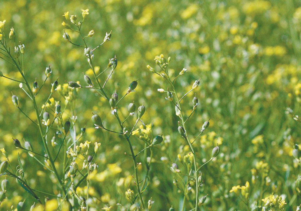 The variety is considered to be a viable option in areas where hard-to-control weeds such as cleavers and chickweed are problematic because it is resistant to modes of action to control Group 13 weeds. | File photo
