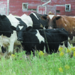 Jimlee Farms Ltd. of Summerberry, Sask., pleaded guilty in February after an occupational health and safety investigation into the Nov. 19, 2020, death of Jesus Heinar Zavala Guevara. | File photo
