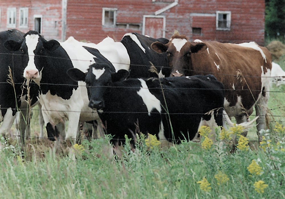 Jimlee Farms Ltd. of Summerberry, Sask., pleaded guilty in February after an occupational health and safety investigation into the Nov. 19, 2020, death of Jesus Heinar Zavala Guevara. | File photo