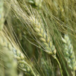 AAC Schrader, developed by Yuefeng Ruan from Agriculture Canada’s Swift Current Research and Development Centre, is the first durum in the world offering intermediate resistance to fusarium head blight. | Screencap via Twitter/@FPGenetics
