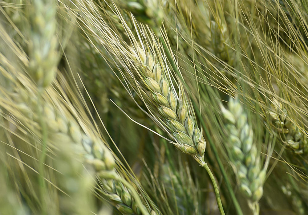 AAC Schrader, developed by Yuefeng Ruan from Agriculture Canada’s Swift Current Research and Development Centre, is the first durum in the world offering intermediate resistance to fusarium head blight. | Screencap via Twitter/@FPGenetics