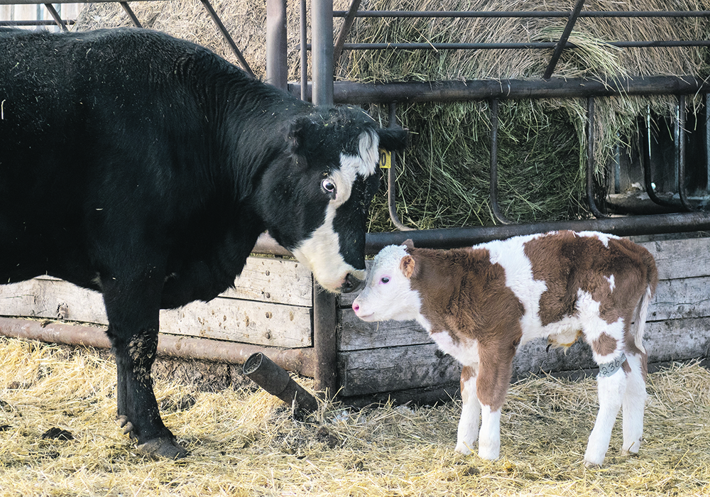An analyst’s optimism about the future of cattle prices is based on tighter calf stocks leading to an average sharing of the beef dollar with producers. | Mike Sturk photo