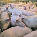 The supply of market hogs in Canada and the United States is smaller than expected, and packers are having to pay up to get inventory. | Reuters/Daniel Acker photo