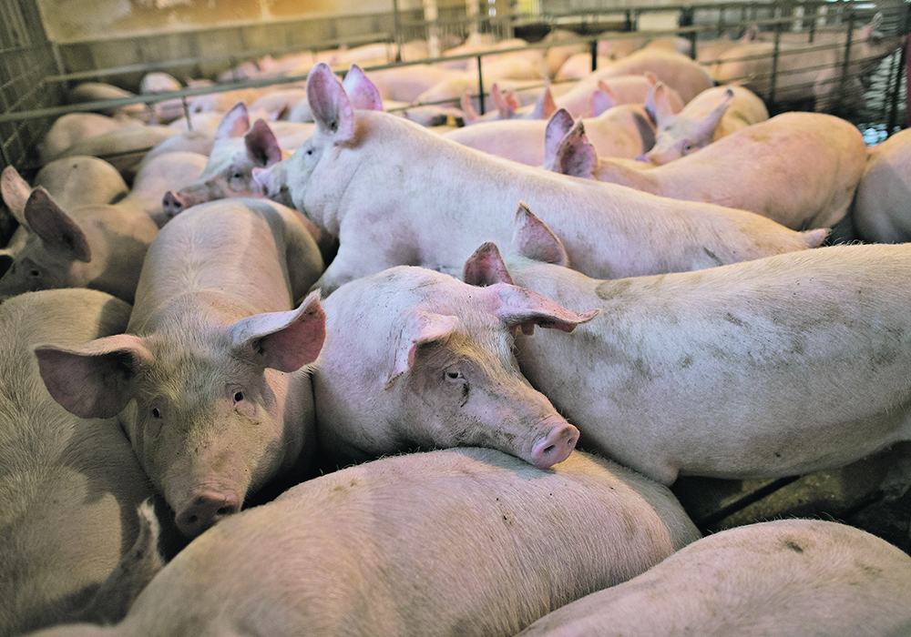 The supply of market hogs in Canada and the United States is smaller than expected, and packers are having to pay up to get inventory. | Reuters/Daniel Acker photo