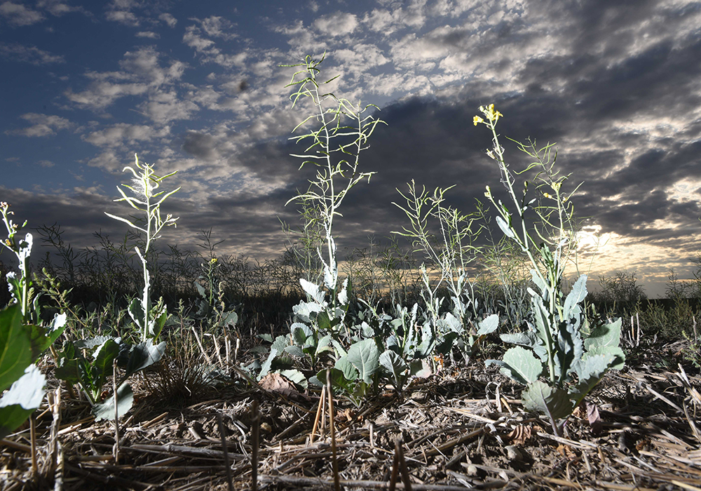 As provincial and federal governments work on the next policy framework for agriculture to start in 2023, very few new ideas are floating around on how to adjust business risk management programs. | File photo
