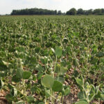 Two years of drought have led some to swing acres out of soybeans and into crops like dry beans. Others have stuck with soybeans and learned a lot about how they face up to challenging dryness. | File photo