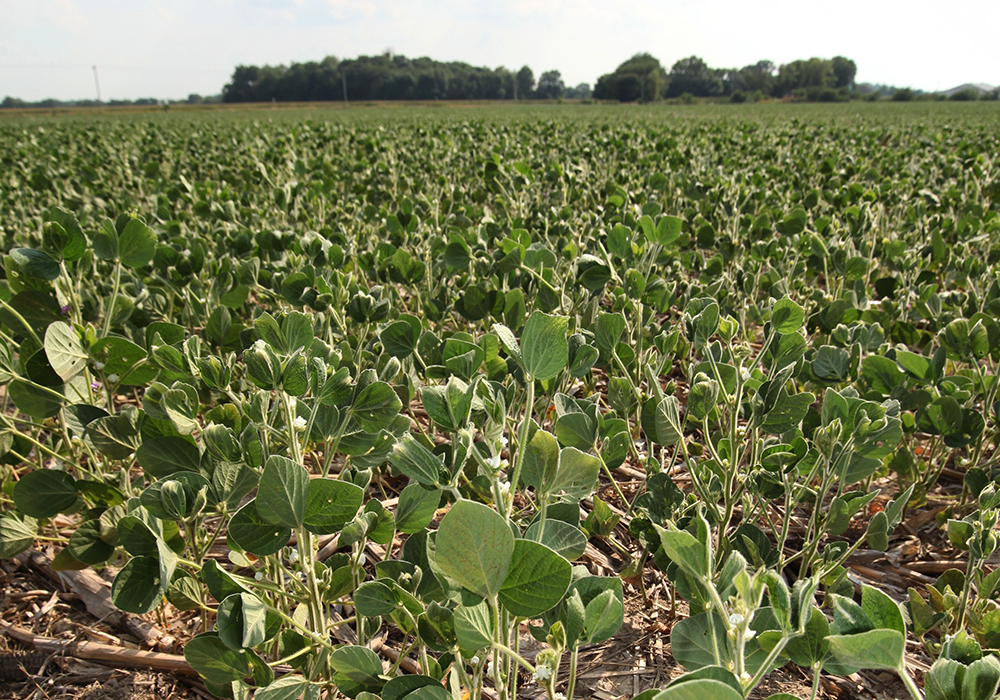 Two years of drought have led some to swing acres out of soybeans and into crops like dry beans. Others have stuck with soybeans and learned a lot about how they face up to challenging dryness. | File photo