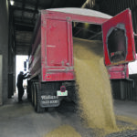 Many growers told Agriculture Canada the Canadian Grain Commission should license any business that buys grain directly from producers. | File photo