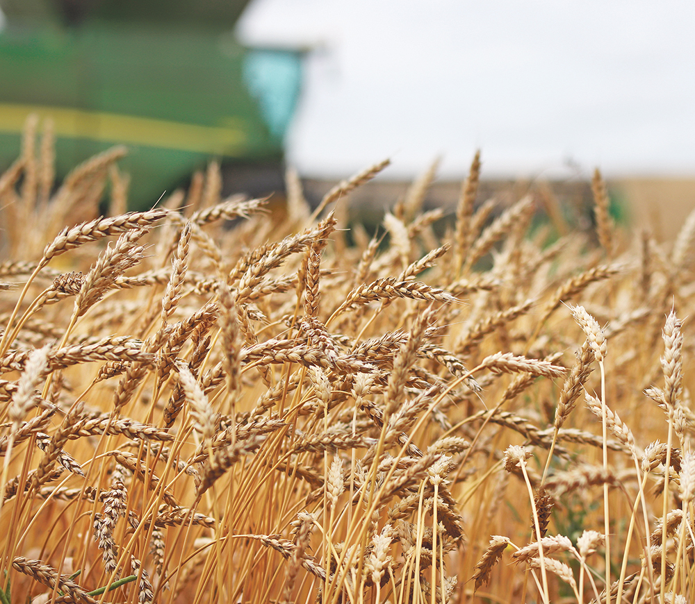 War is likely to at least temporarily halt Ukraine’s wheat, barley and corn exports, which could cause a 30 percent hike in wheat prices and a 20 percent increase in corn, according to an analysis published by Rabobank on Feb. 18th. | File photo