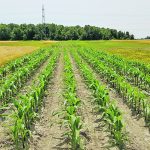Corn was planted every year on these plots since 2001. While the corn fields had healthier soils than soybean fields, their soils were not as healthy as those growing perennial grasses. | Lori Phillips photo