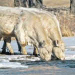 Taking steps to prevent footrot in bulls is considered to be a particularly valuable practice. | Mike Sturk photo