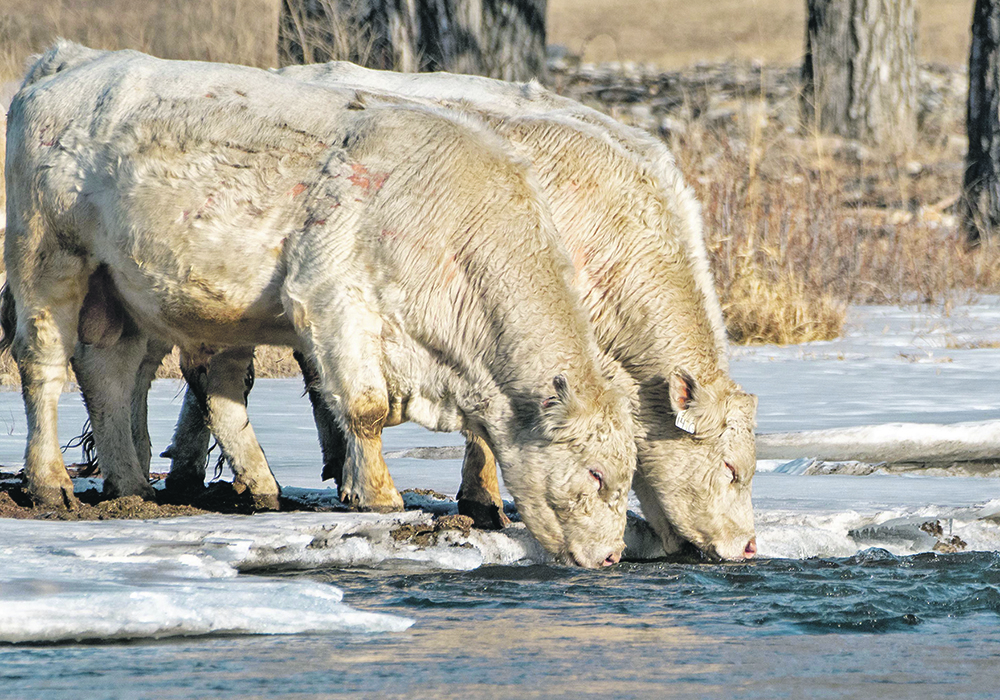 Taking steps to prevent footrot in bulls is considered to be a particularly valuable practice. | Mike Sturk photo