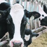 Scientists say the main problem with the current radio frequency identification system is that a cow needs to be in close proximity to the scanner, restricting the logging of cows to certain locations within the barn and at certain times, which provides only snapshots during the day. | File photo