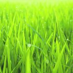 Researchers applied the latest computational modelling and developmental genetic techniques and concluded that a formerly discarded 19th century theory of grass leaf shape was closer to the truth than more contemporary hypotheses. | Getty Images