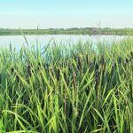 Wetlands and resilient landscapes are called a match made in Canada. | File photo