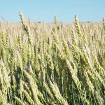 Good spring rain could revive hard red winter wheat crops in the United States, but the chances of that happening don’t look good. | File photo