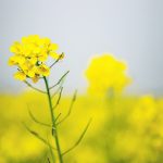 Statistics Canada has pegged the country’s 2021-22 mustard production at 50,000 tonnes, nearly half of what was harvested the previous year because of severe drought on the Prairies. | Getty Images