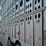The regulations allow no more than 12 hours on a truck for unweaned animals and a maximum of 36 hours for weaned animals, witha required eight-hour rest stop. The industry has criticized the new rules, saying some weren’t necessarily in the animals’ best interests. | File photo