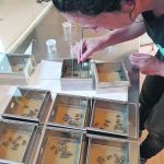Michelina Pusceddu of the University of Sassari’s agricultural sciences department inserts coloured tags and a number to each individual bee. The tags represent each bee’s code. | Supplied photo