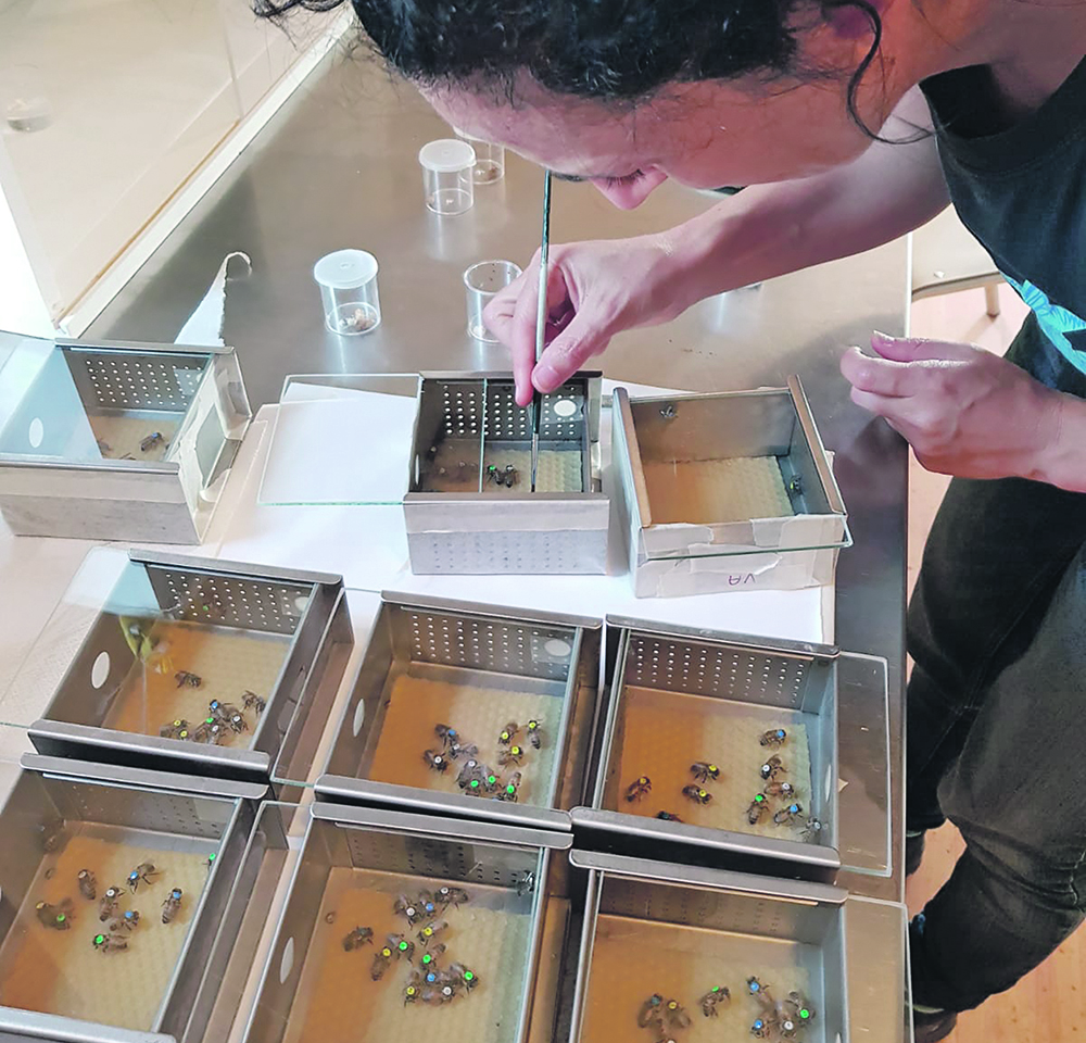 Michelina Pusceddu of the University of Sassari’s agricultural sciences department inserts coloured tags and a number to each individual bee. The tags represent each bee’s code. | Supplied photo