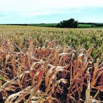 Drought takes its toll on a corn crop in the Brazilian state of Rio Grande do Sul near Nao-Me-Toque. Soil moisture reserves in key production areas of the country are extremely low or non-existent. | Reuters/Diego Vara photo