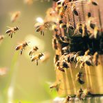 Reliance on mainly one product to control varroa mites in honeybees — and to which mites were starting to develop resistance — is seen as a major threat to the beekeeping industry. | Getty Images