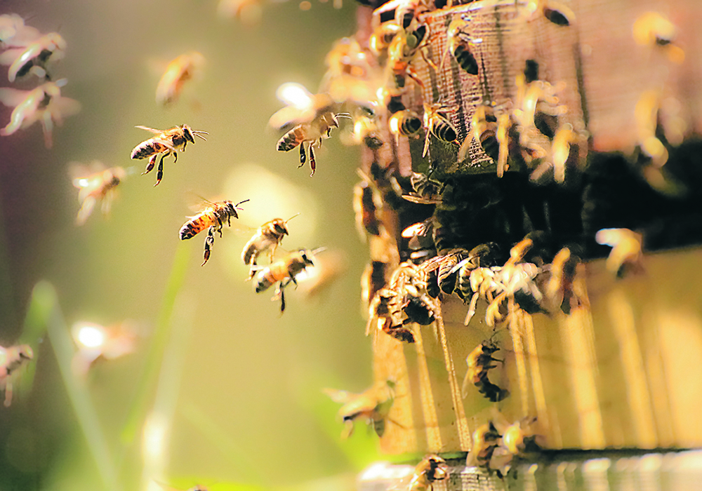 Reliance on mainly one product to control varroa mites in honeybees — and to which mites were starting to develop resistance — is seen as a major threat to the beekeeping industry. | Getty Images