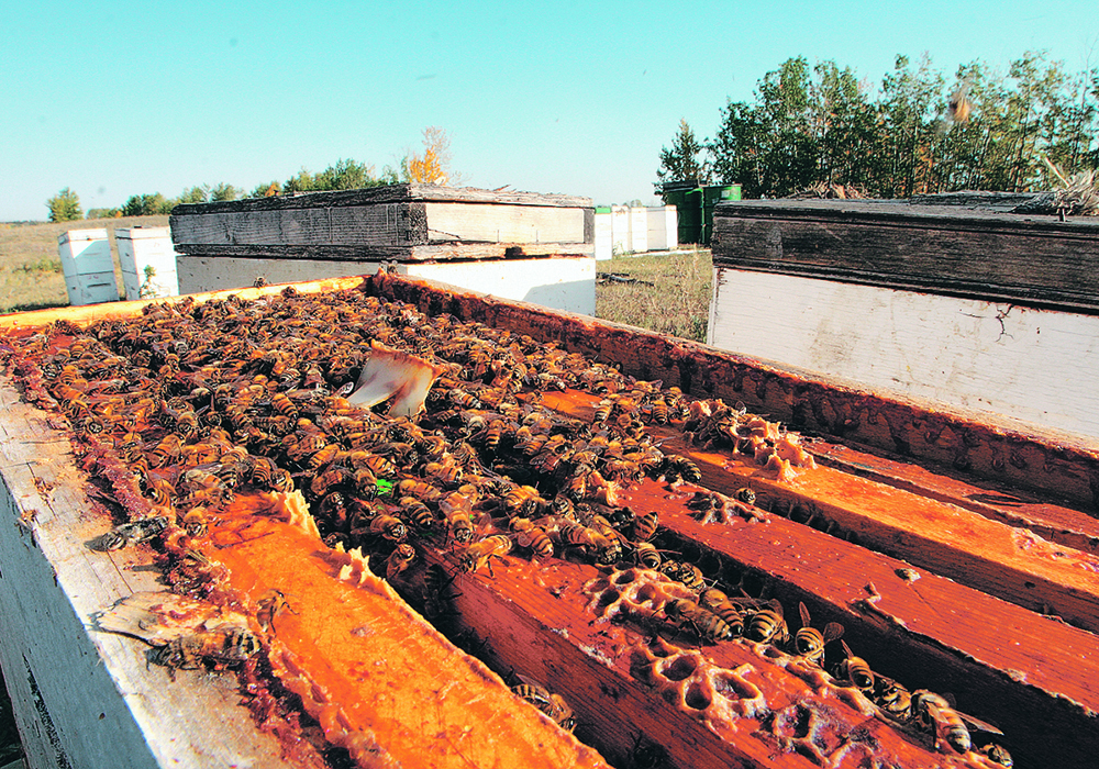 When food is needed, some bees will invade another hive and steal whatever is available. In the world of beekeeping, they are known as robber bees. | File photo